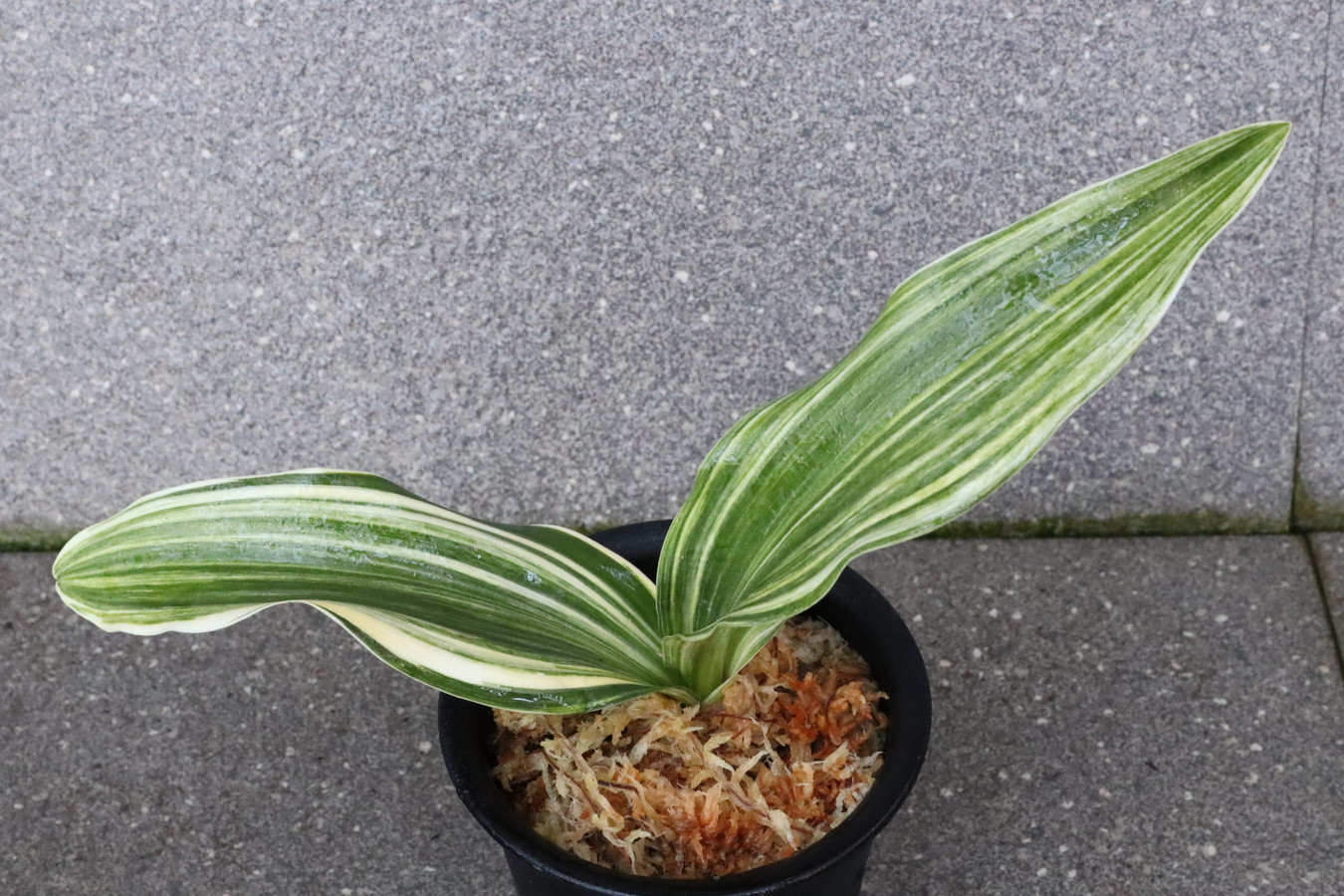 6572,篠崎大宝　縞最上！実生は万年青の天下が取れる！【はきずはきれ多い大特価】※春から秋は生長期なので姿は変わっていきます