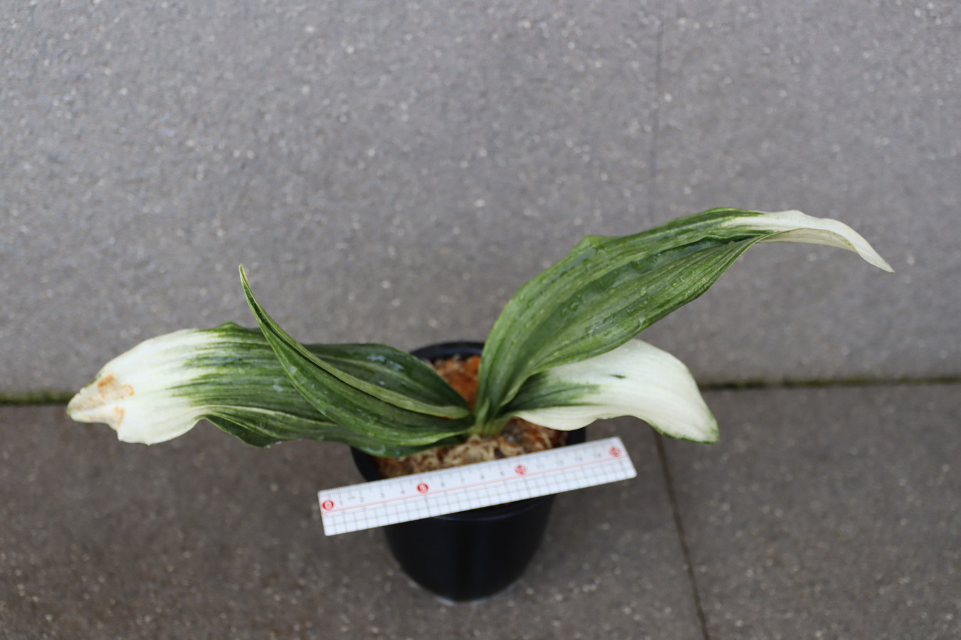 6327,福黄金(ふくこがね)　【葉焼け特価！4/11】【最上虎！特上系統】【はきずはきれ特に多い大特価】※春から秋は生長期なので姿は変わっていきます