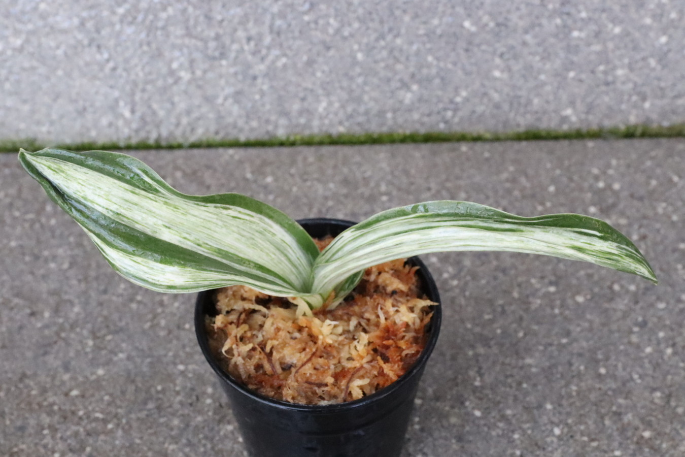 7309,整理品BC級品　万代の松(仮？)　千代田斑最上！【はきずはきれ多い大特価！！！】※春から秋は生長期なので姿は変わっていきます