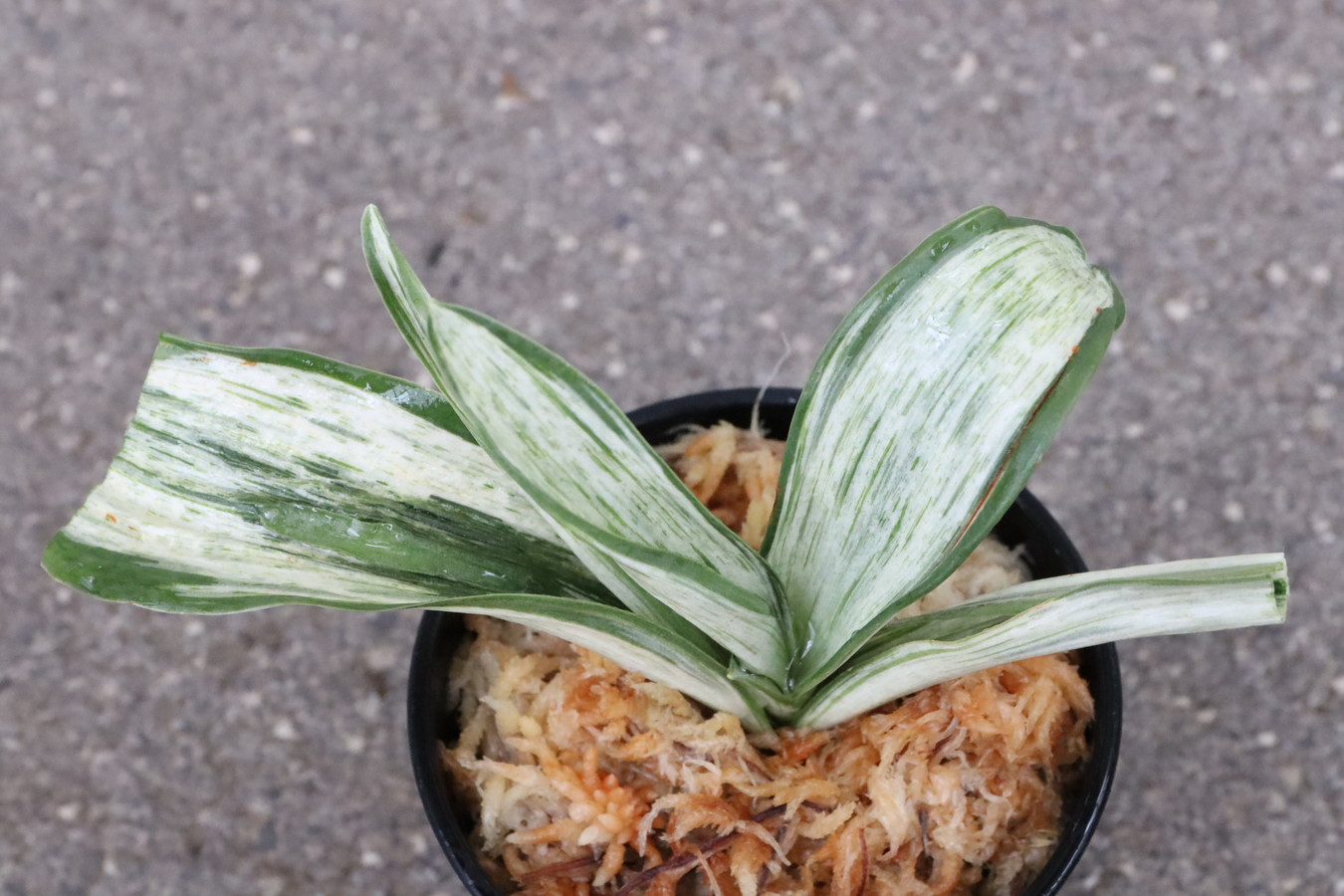 7257,整理品BC級品　三光の松(さんこうのまつ)　　【はきずはきれ大特価！】※春から秋は生長期なので姿は変わっていきます