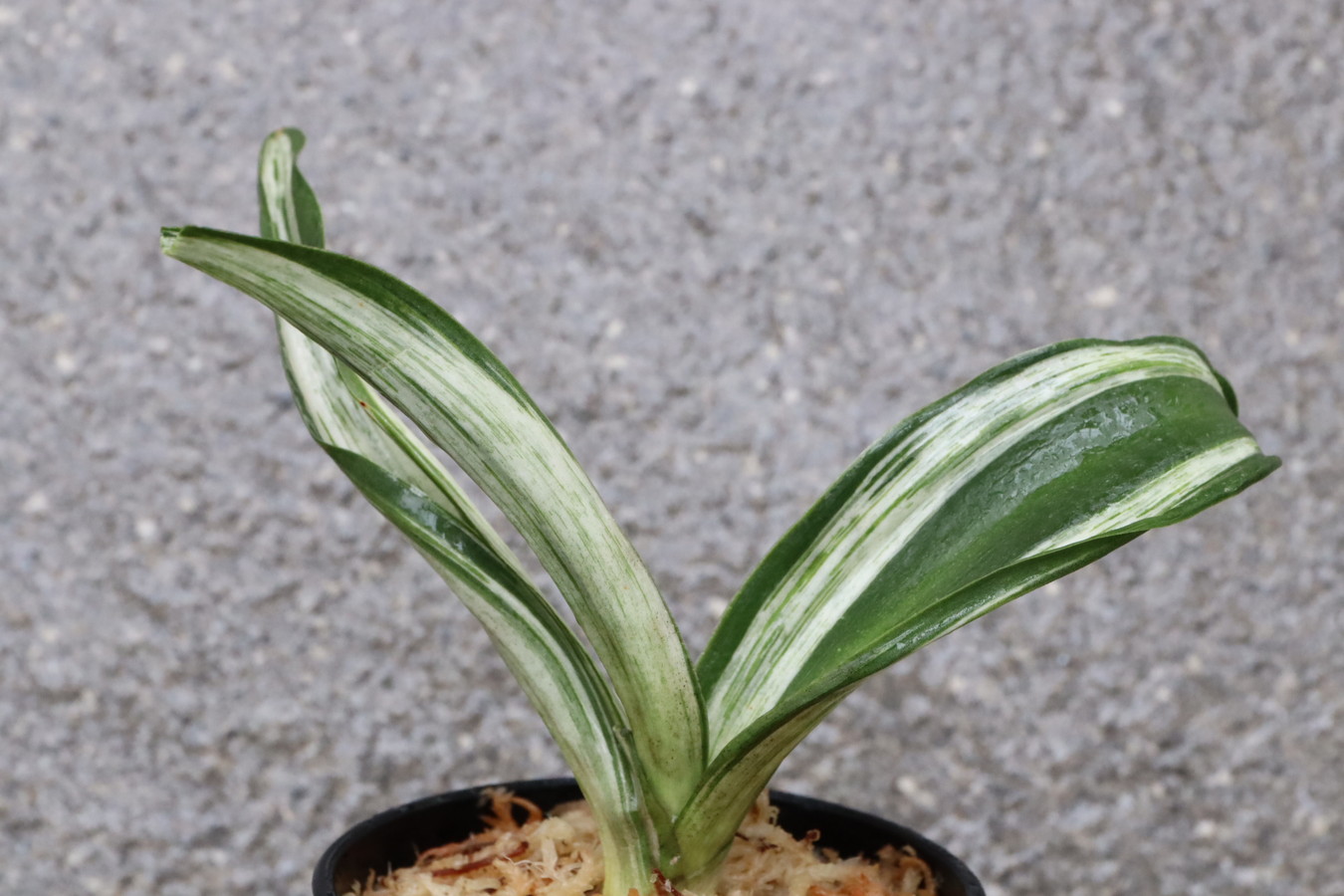 6149,整理品BC級品　千代田の松(ちよだのまつ)　【はきずはきれ大特価】※春から秋は生長期なので姿は変わっていきます