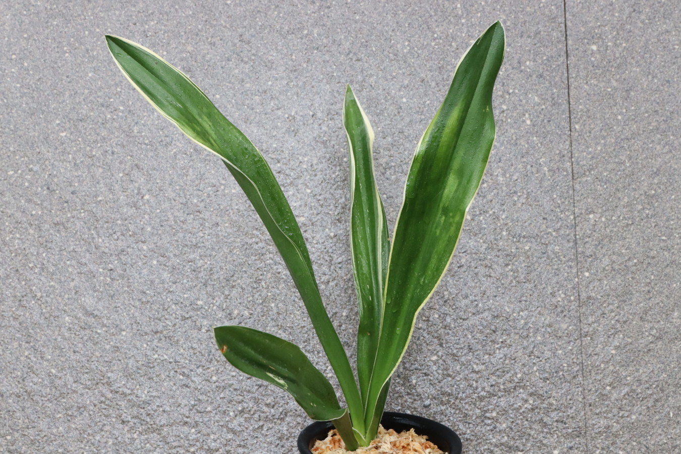 7219,長寿の誉（仮）希少！　珍品　図性最上！　【図抜け？？はきずはきれ多い大特価】※春から秋は生長期なので姿は変わっていきます