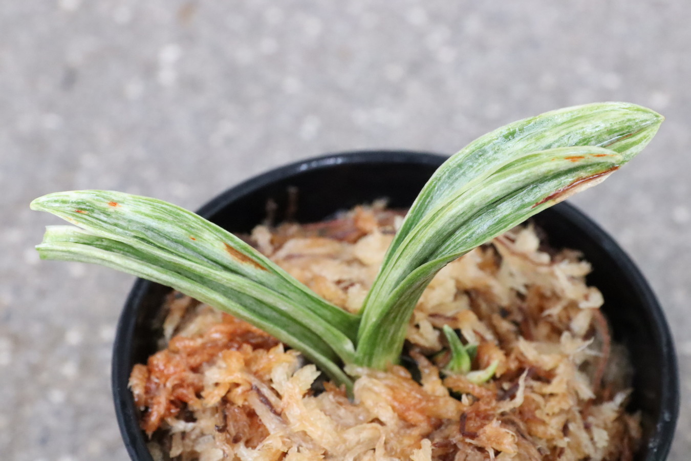 7261,整理品特価！　松島(仮？)　千代田羅紗？千代田縞甲？【はきずはきれとても多い大特価！！！】※春から秋は生長期なので姿は変わっていきます