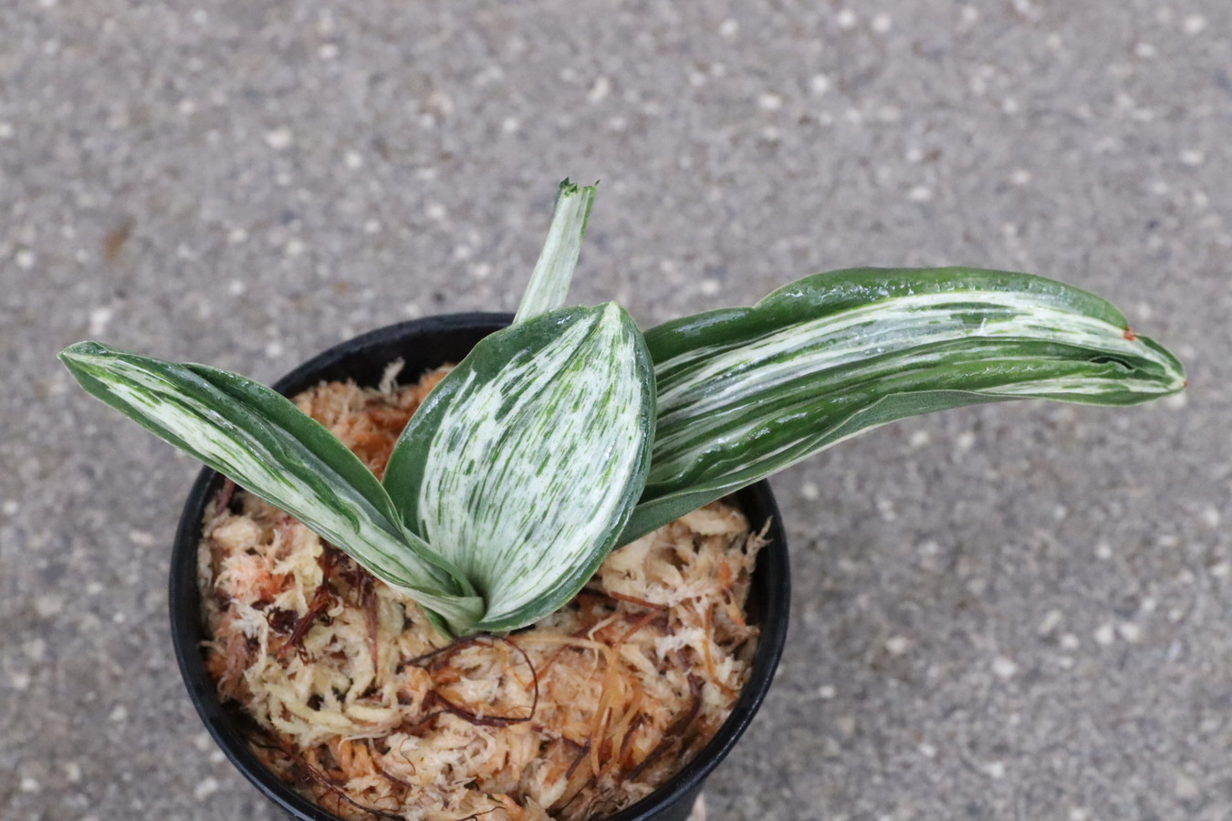 7266,整理品BC級品　千代田実生　数不明　【はきずはきれとても多い大特価】※春から秋は生長期なので姿は変わっていきます