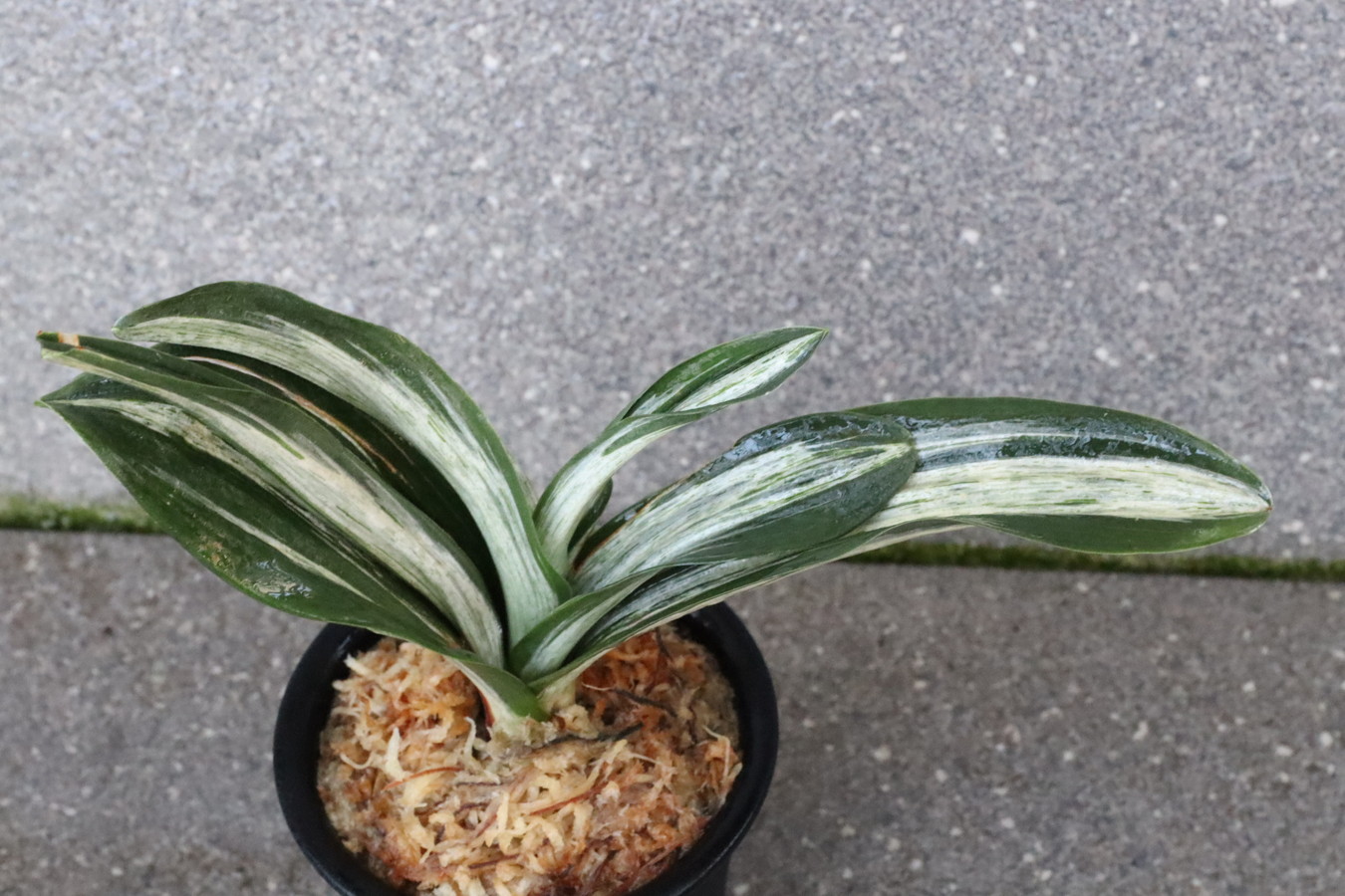 7341,整理品BC級品　千代田実生　数不明　【はきずはきれとても多い大特価】※春から秋は生長期なので姿は変わっていきます