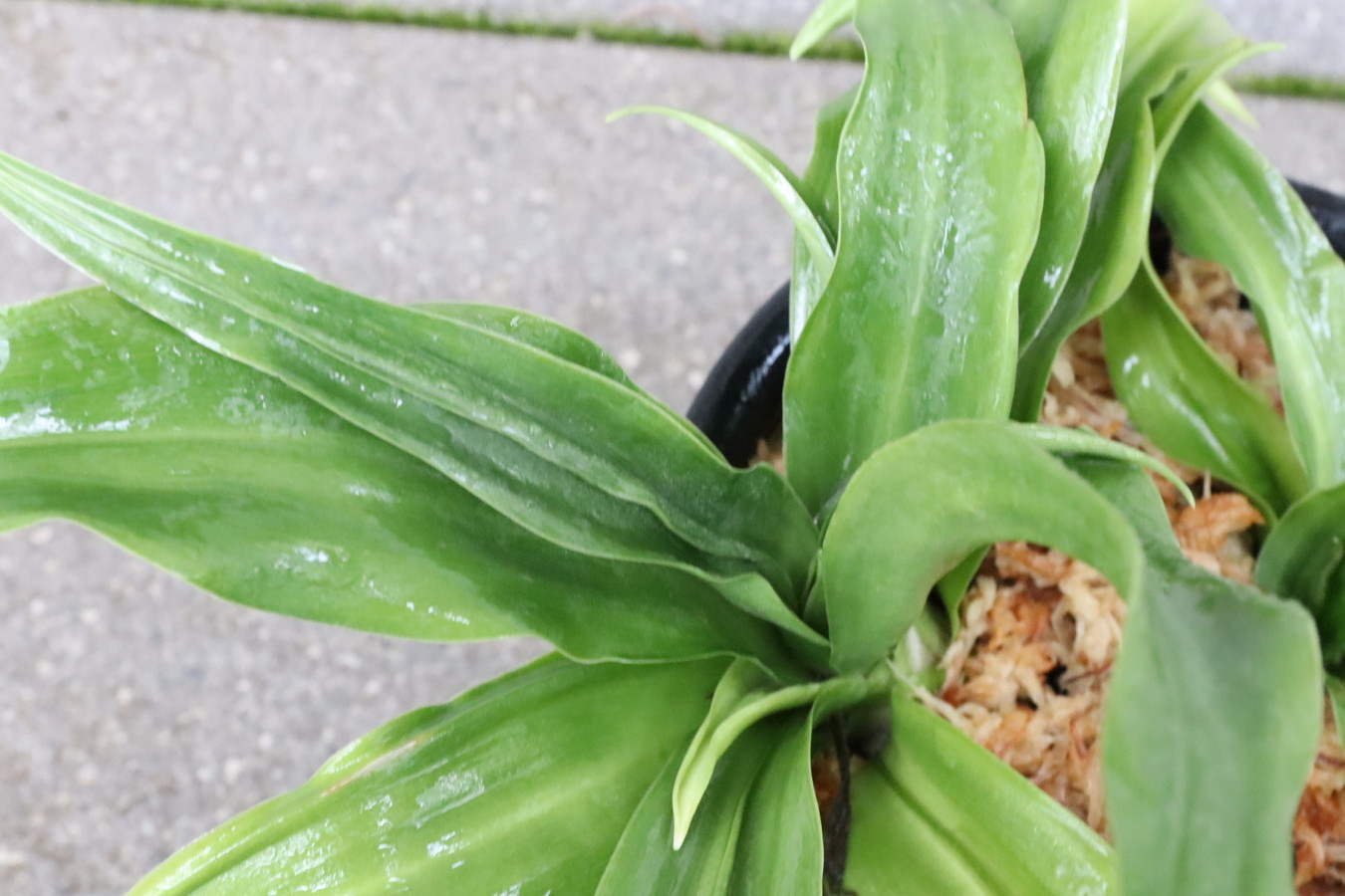 6637,整理品特価　実親　帝錦(みかどにしき)　羅紗♂木に最適　【はきずはきれ多い大特価】※春から秋は生長期なので姿は変わっていきます