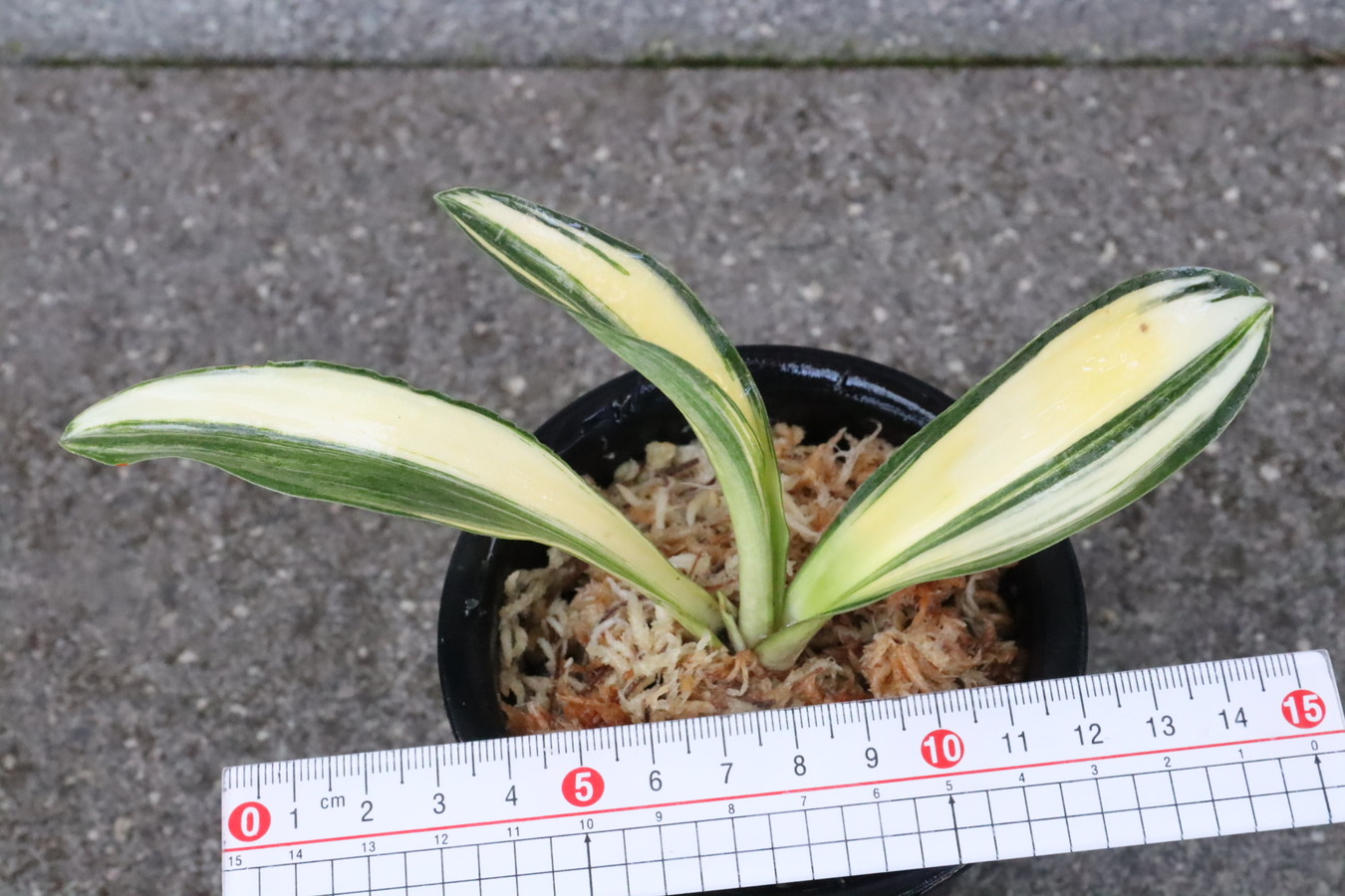 6946,大宝×丸小　紺覆輪すでに回る？？芸出れば儲けもの！　4本物　【はきずはきれ特価】※春から秋は生長期なので姿は変わっていきます sob