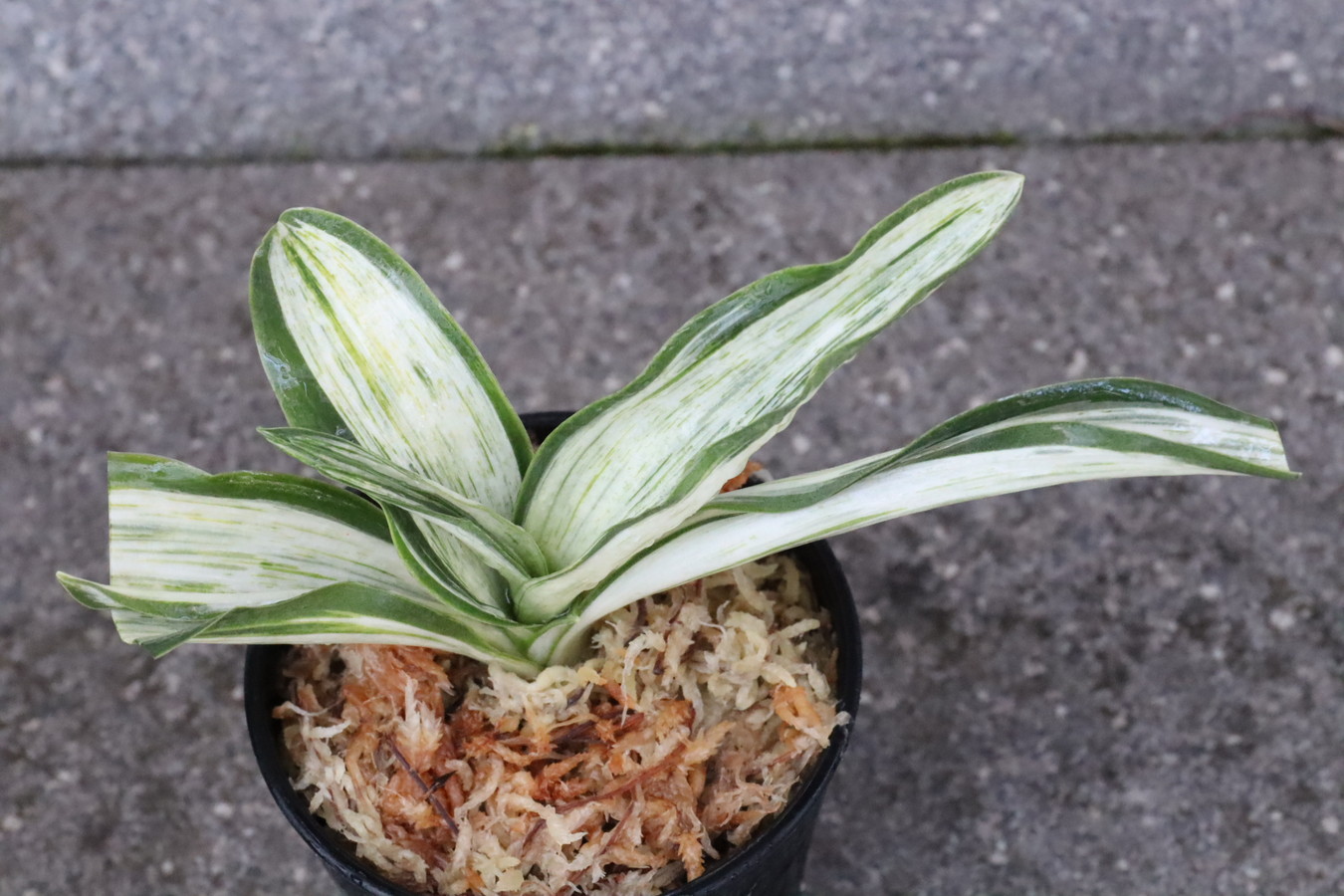 6947,千代田の松(ちよだのまつ)　斑変り？変化中？突然変異？ 特上斑特価　【はきずはきれ多い特価】※春から秋は生長期なので姿は変わっていきます