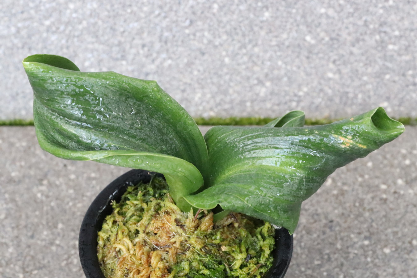 7221,千代田獅子Ⅲ　黒　【はきずはきれ多い特価！】※春から秋は生長期なので姿は変わっていきます