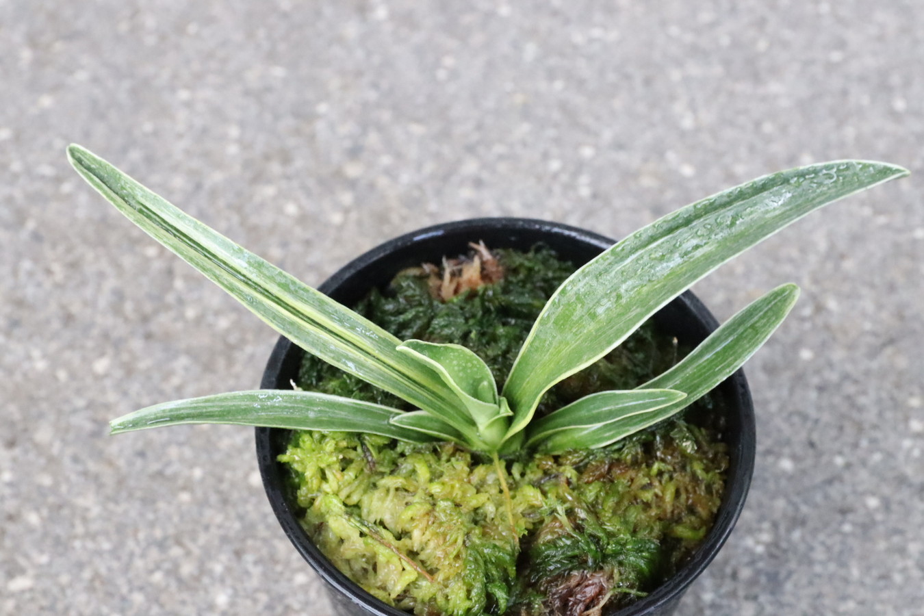 5478,金剛壽　希少種　【胡麻斑上大特価！】【はきずはきれ大特価！】※春から秋は生長期なので姿は変わっていきます