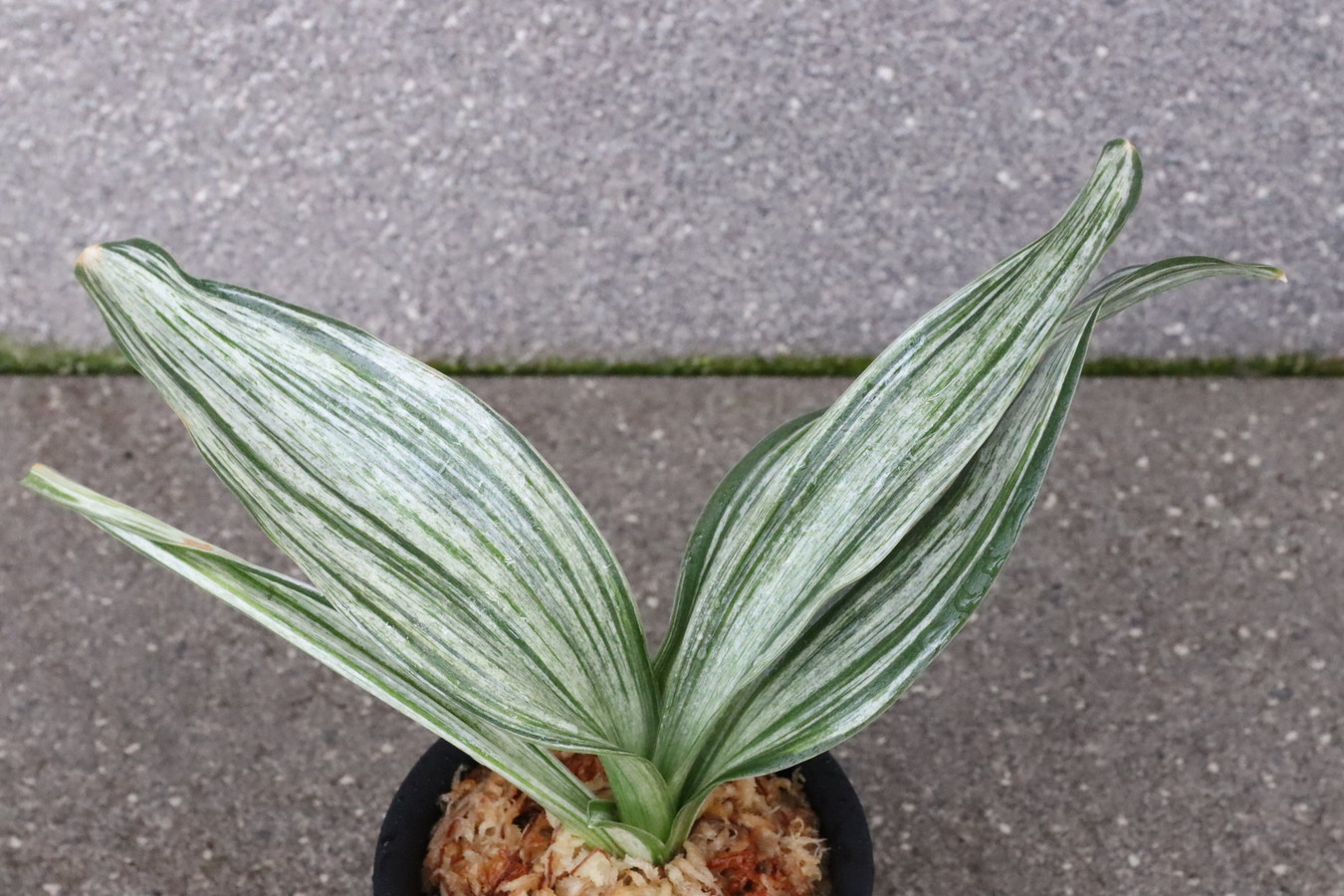 7649,千代田実生　数不明　【整理品特価！はきずはきれとても多い大特価】※春から秋は生長期なので姿は変わっていきます