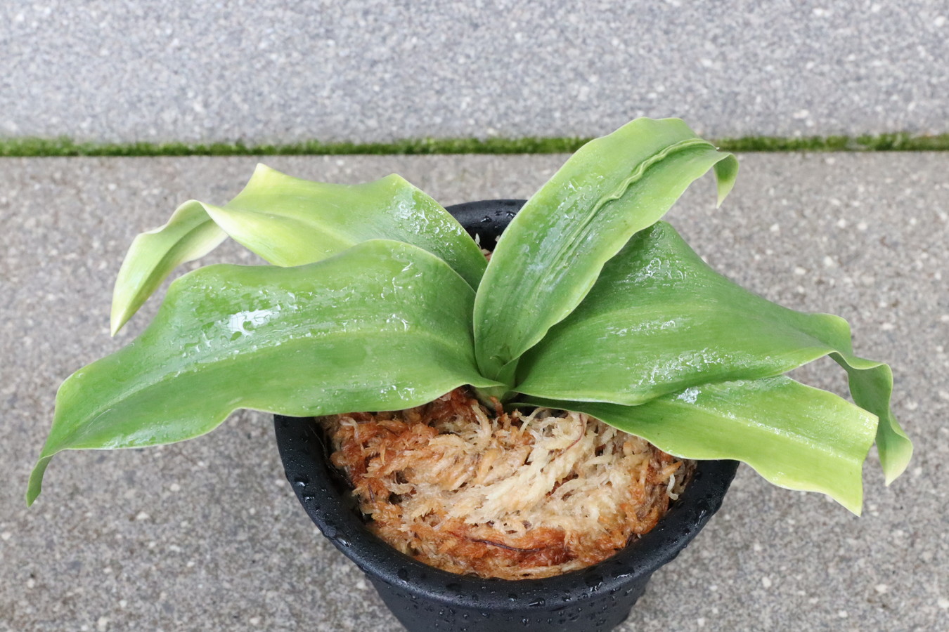 6710,富士１号　千代田羅紗親　希少木！【老木頭木特価！】【はきずはきれ非常に多い大特価！】※春から秋は生長期なので姿は変わっていきます