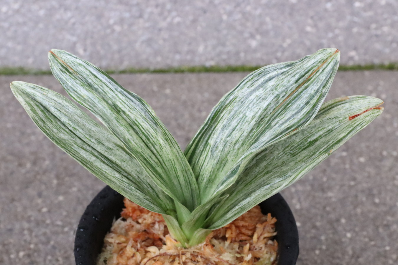 7755,松山(仮？)　【はきずはきれとても多い大特価！！！】※春から秋は生長期なので姿は変わっていきます