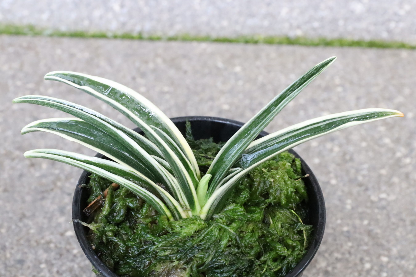 5984,整理品BC級品　大黒殿(だいこくでん)　【はきずはきれ多い大特価】※春から秋は生長期なので姿は変わっていきます