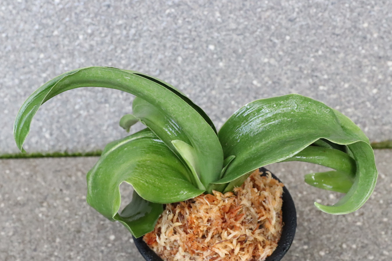 6962,千代田獅子親×福原口　数不明　千代田羅紗獅子♂♀【はきずはきれ多い特価！】※春から秋は生長期なので姿は変わっていきます