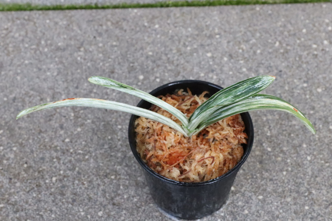 7264,美薫の松(仮？)　【はきずはきれとても多い大特価！！！】※春から秋は生長期なので姿は変わっていきます