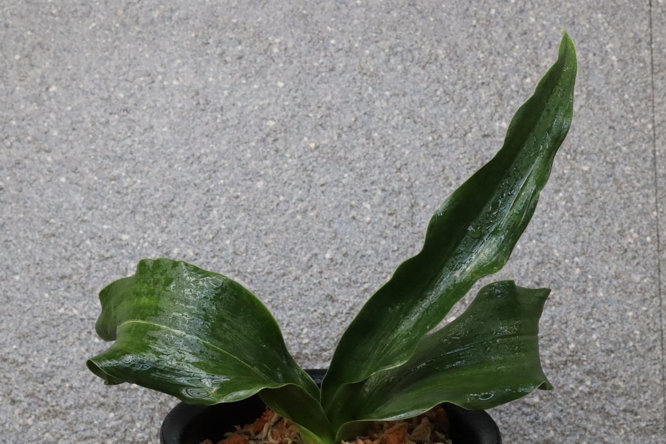 7267,富士3号実生　数本物　【はきずはきれ多い大特価】※春から秋は生長期なので姿は変わっていきます