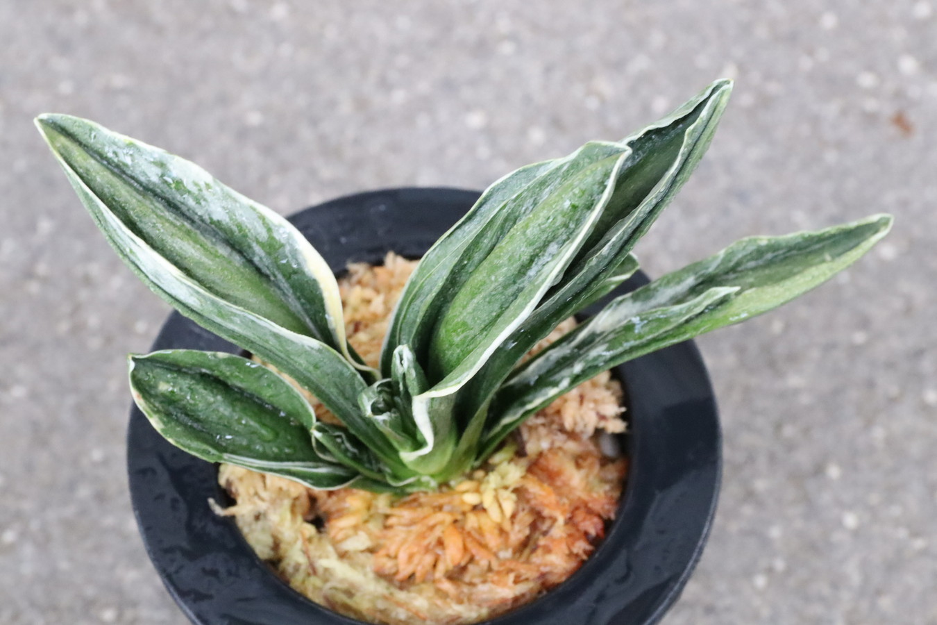 6979,鸞山(らんざん)　芸特によい系統！【はきずはきれ多い特価！】※春から秋は生長期なので姿は変わっていきます