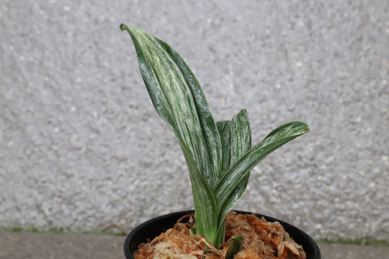 7289,整理品BC級品　千代田実生　数不明　【はきずはきれとても多い大特価】※春から秋は生長期なので姿は変わっていきます