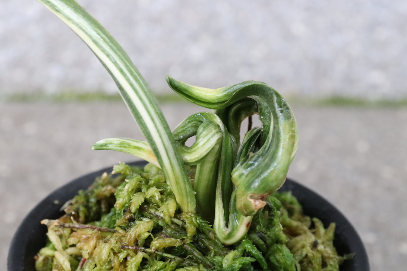 6728,小天狗(こてんぐ)　縞？根変わり？戻る？　　雷(いかづち)　2024新登録特価！覆輪出た系統　【はきずはきれとても多い大特価！】※春から秋は生長期なので姿は変わっていきます