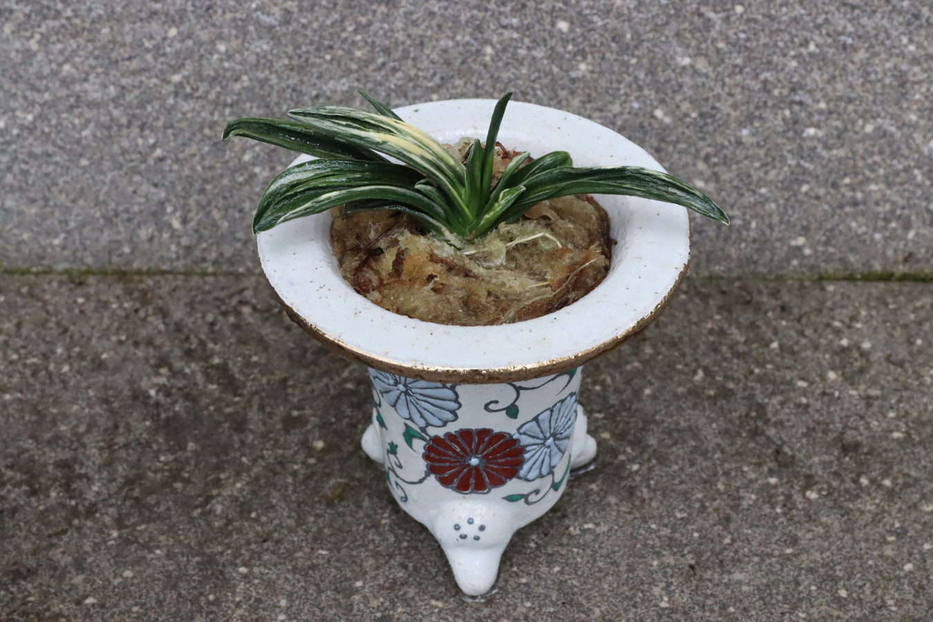 5463,福呼び込むおもと　瑞泉(ずいせん)　長命を願う【菊】　【はきずはきれ大特価！】※春から秋は生長期なので姿は変わっていきます