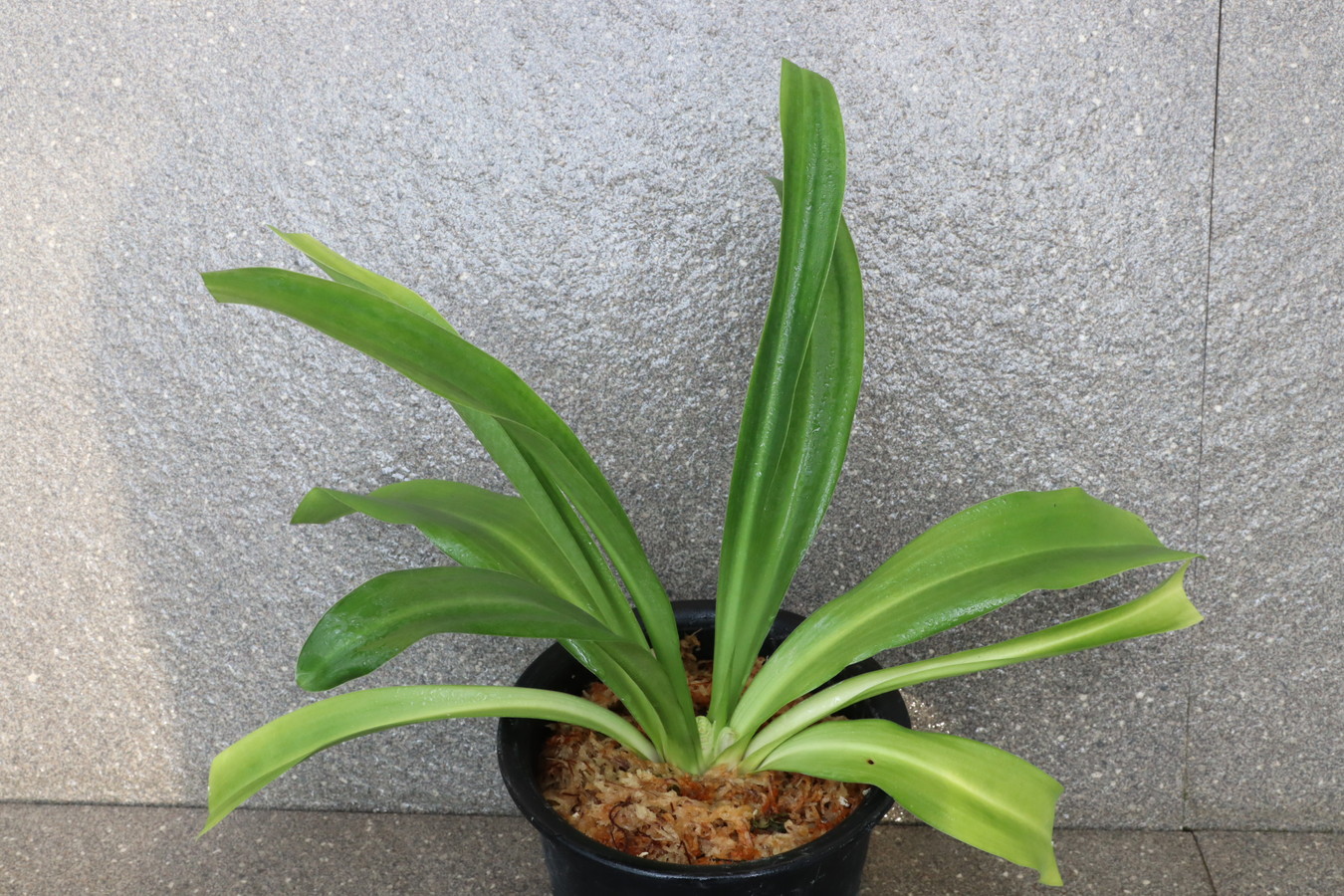 7361,賀春大福　花芽　丸葉・千代田羅紗の実親として最上【はきずはきれ非常に多い大特価】※春から秋は生長期なので姿は変わっていきます