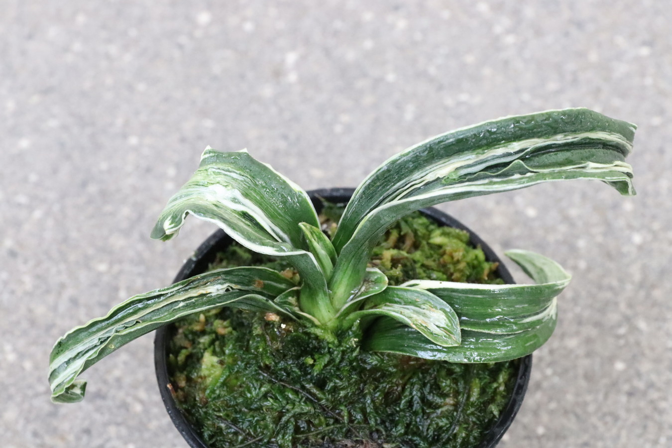 豊明園 / 獅子系