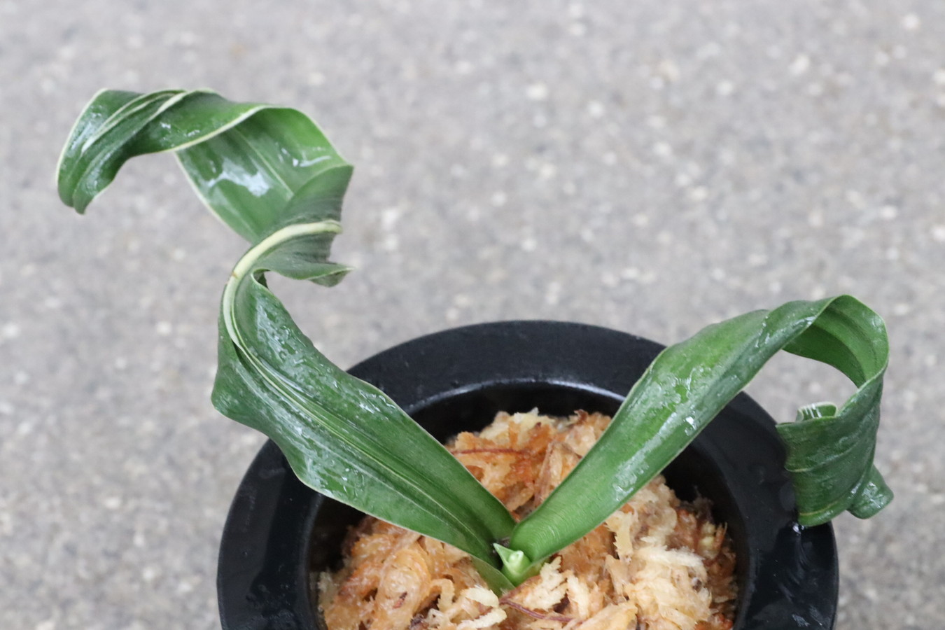 豊明園 / 獅子系