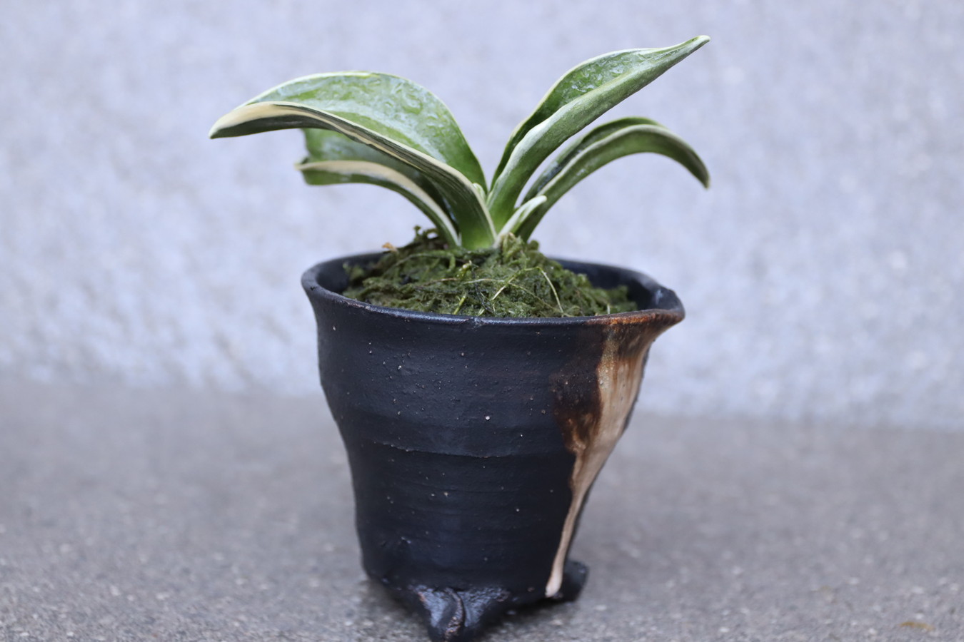 5102,福を呼ぶ神聖な植物　お多福(おたふく)　【はきずはきれとても多い大特価！！！】※春から秋は生長期なので姿は変わっていきます