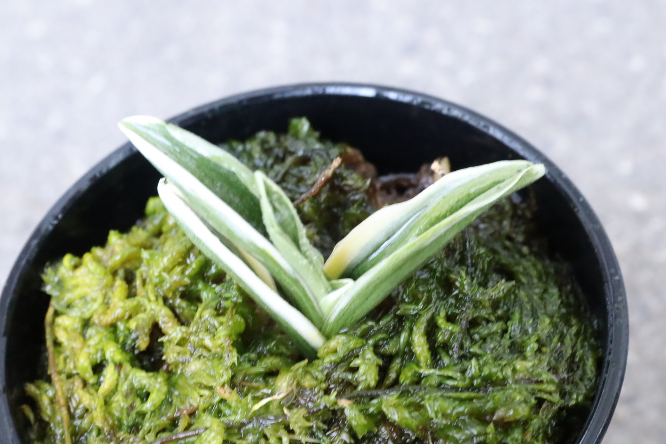 5353,雲鶴(うんかく)　【はきずはきれ多い大特価！！！】※春から秋は生長期なので姿は変わっていきます