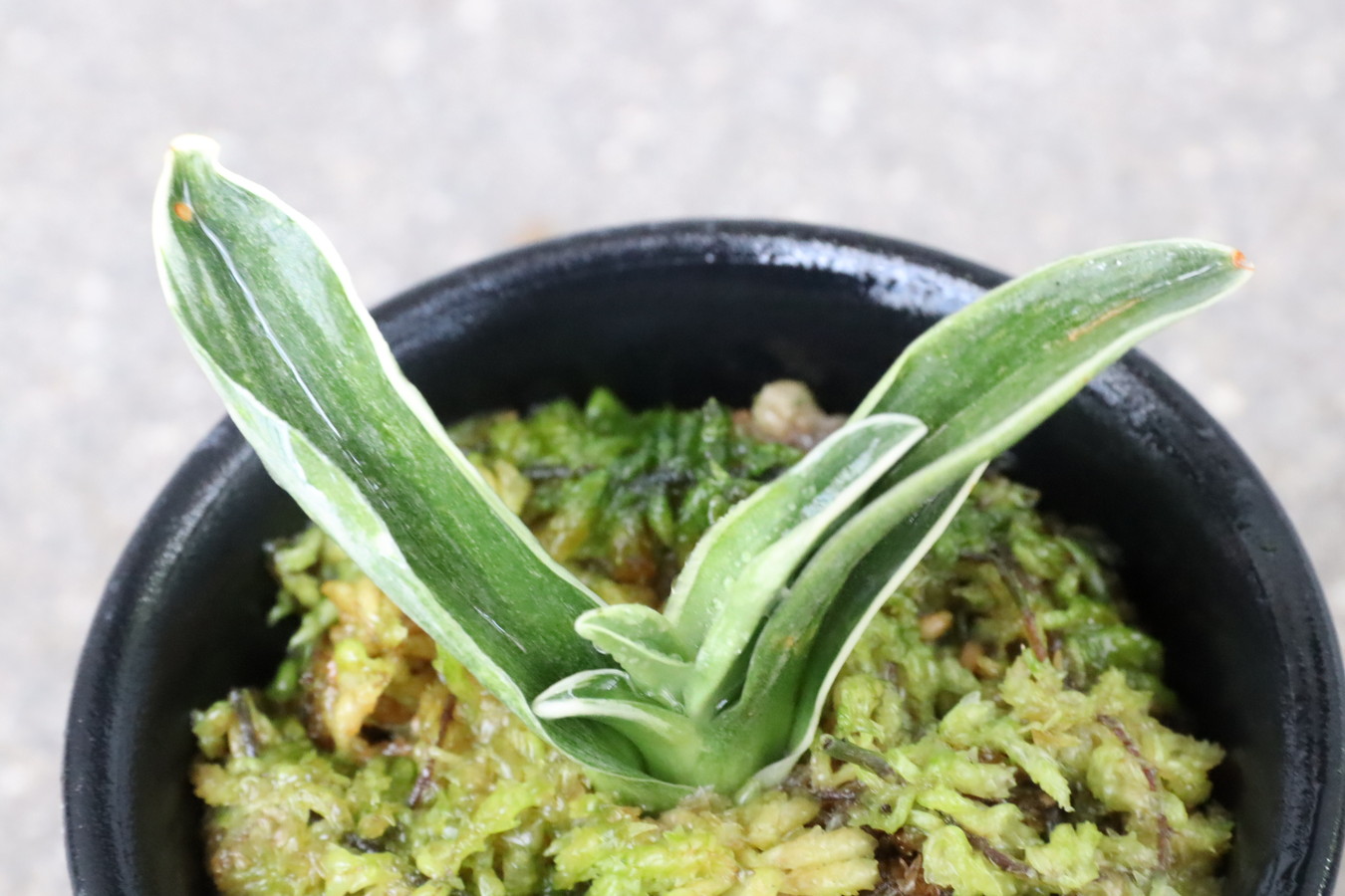 7314,春日錦(かすがにしき)　覆輪、芸よい手！【はきずはきれ非常に多い大特価！】※春から秋は生長期なので姿は変わっていきます