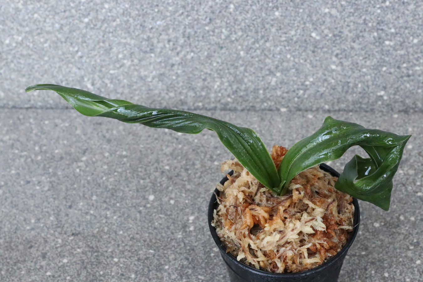 6098,鶴の舞(つるのまい)　獅子　青？薄縞？　【はきずはきれ非常に多い大特価】　※春から秋は生長期なので姿は変わっていきます