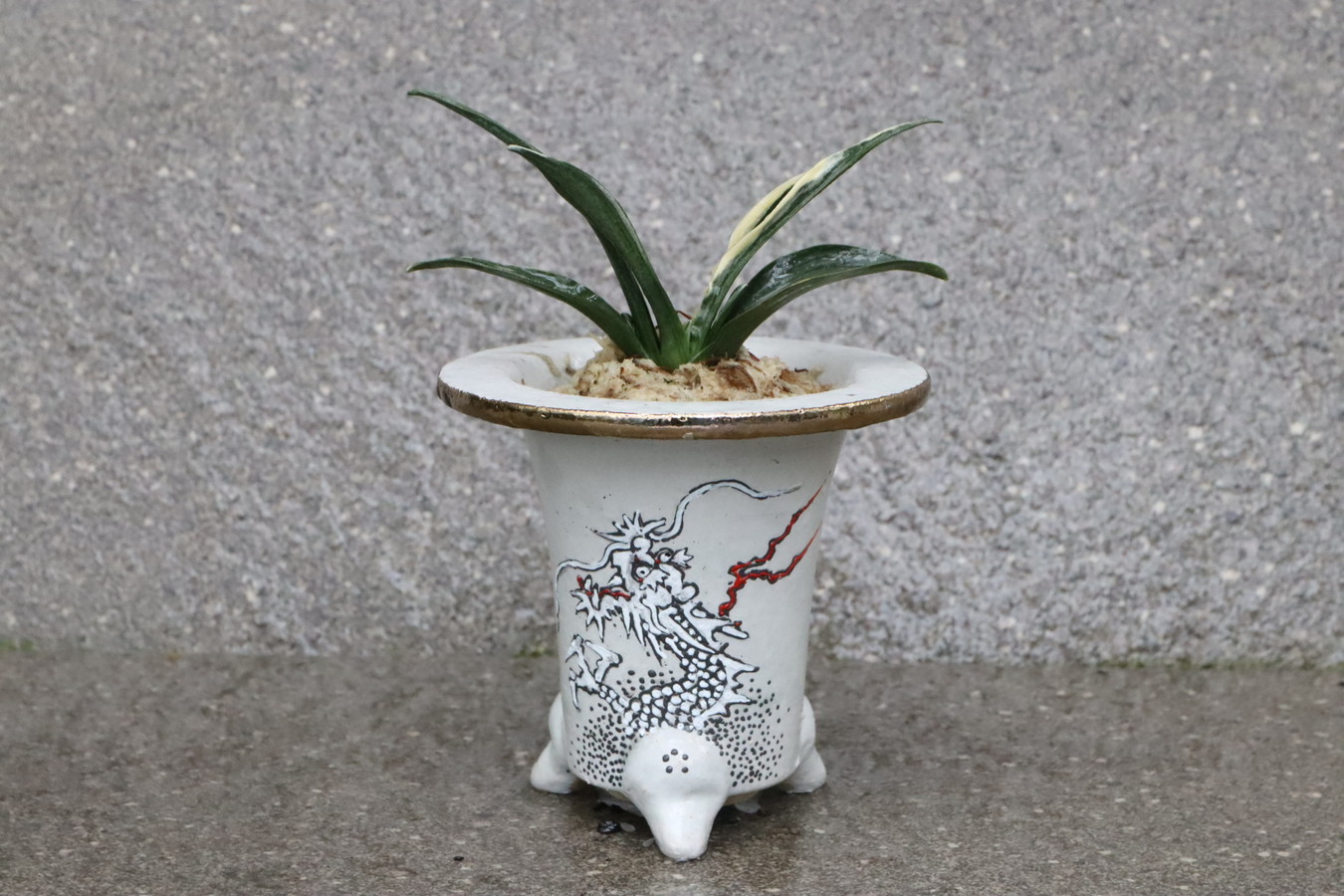 5124,【運開ける龍鉢に萬年青】　瑞泉(ずいせん)　【はきずはきれ大特価！】※春から秋は生長期なので姿は変わっていきます