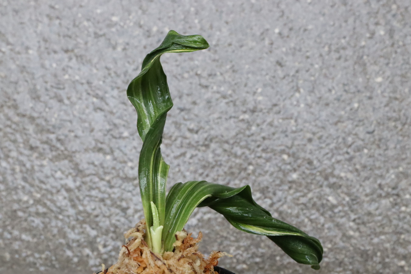5944,麒麟龍獅子Ⅱ　デモ？縞？覆輪狙える？？数不明　希少【はきずはきれ多い大特価】※春から秋は生長期なので姿は変わっていきます　sov