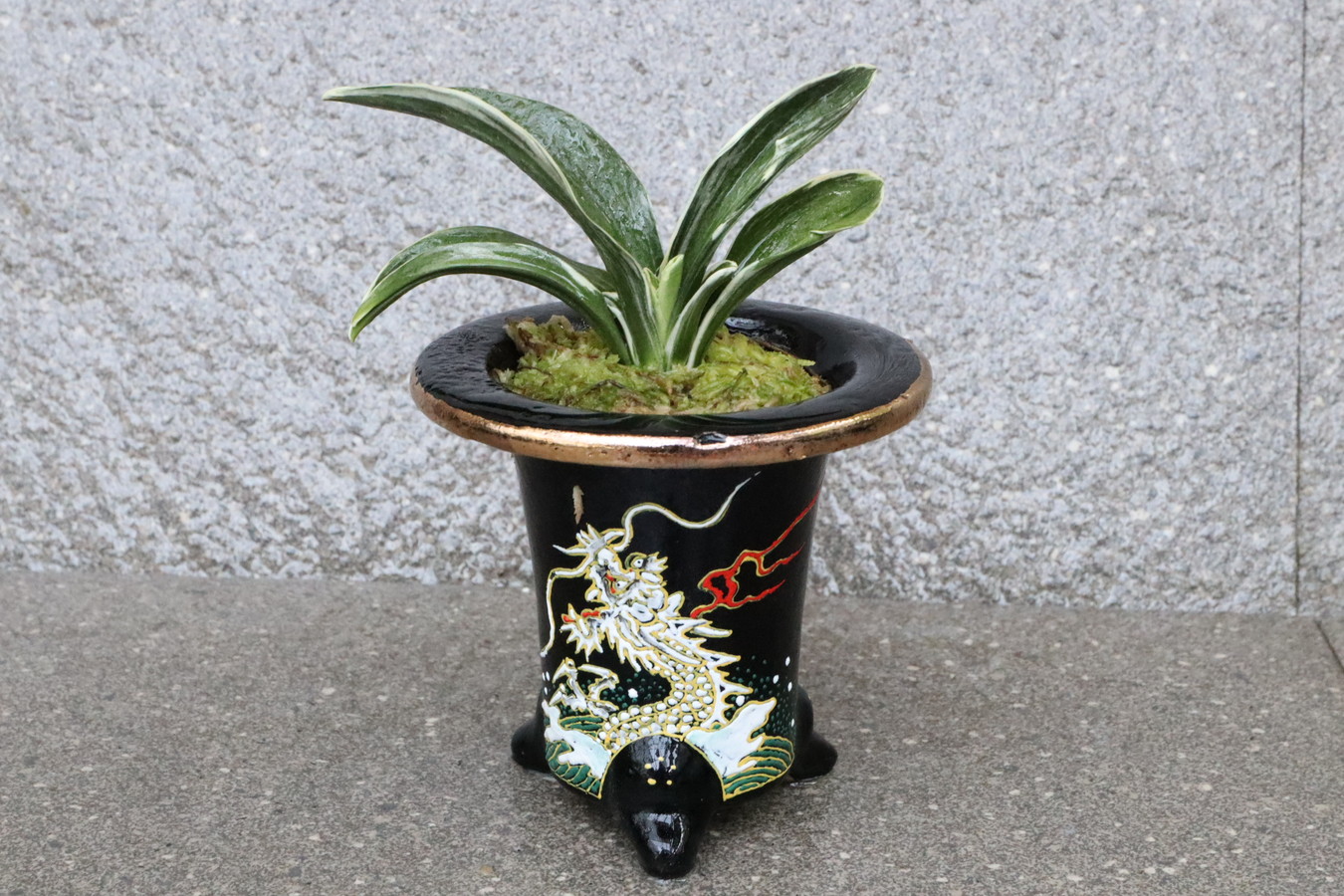 豊明園 / 小さいおもと