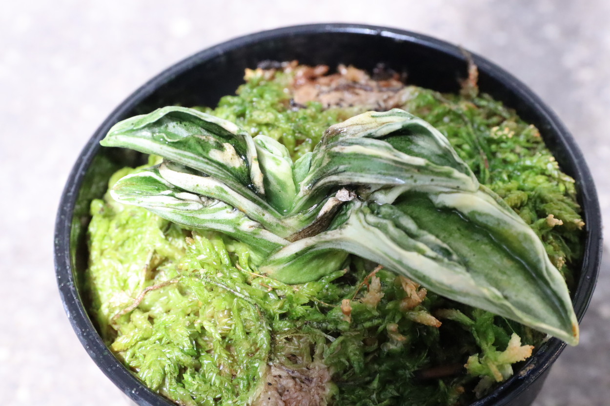 豊明園 / 羅紗