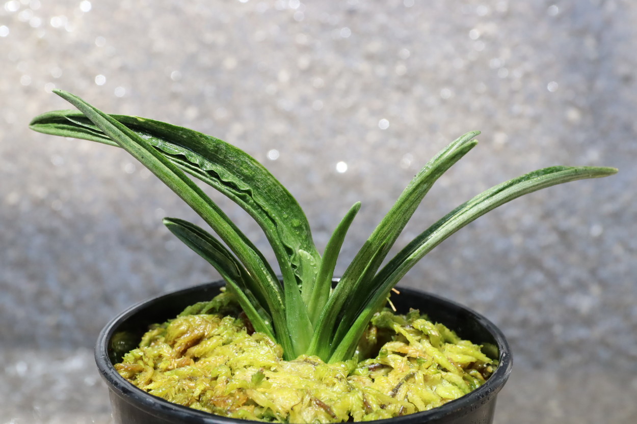 豊明園 / BC級品 セット