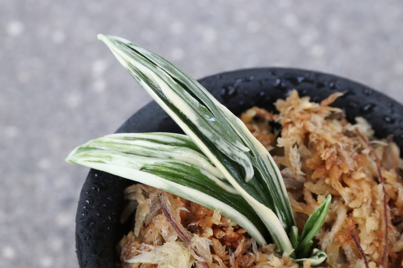 豊明園 / 羅紗