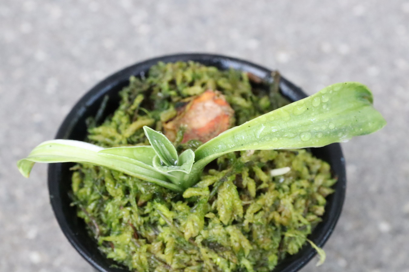 豊明園 / 獅子系
