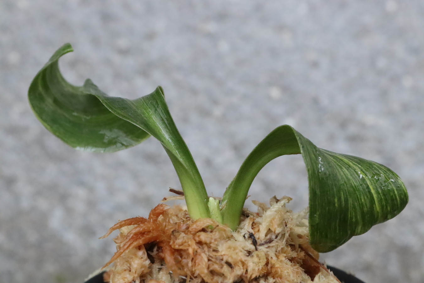 7074,金剛獅子実生　数不明　これから芸、縞でれば大化け【はきずはきれ大特価】※春から秋は生長期なので姿は変わっていきます