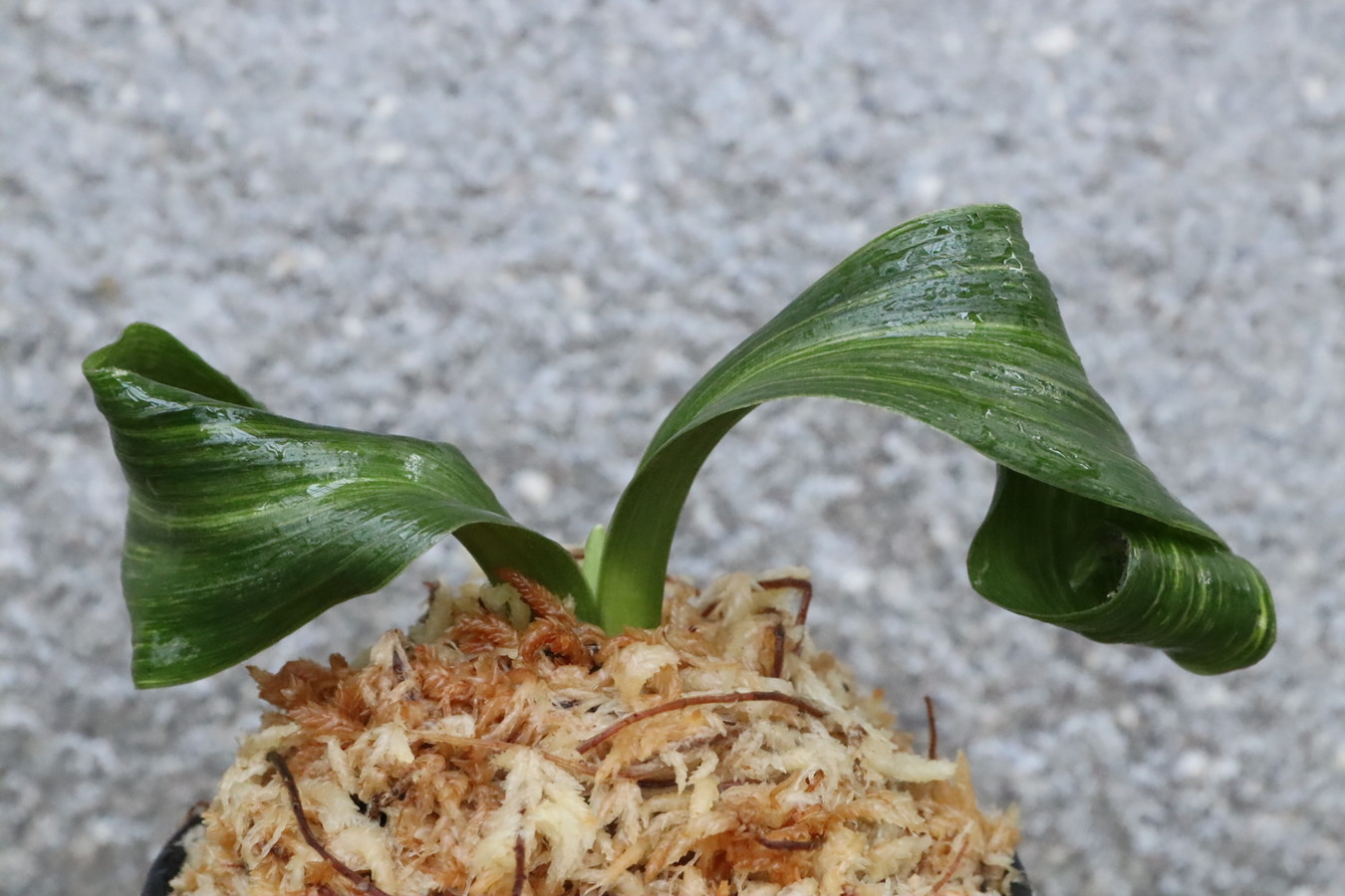 7815,金剛獅子実生　数不明　これから芸、縞でれば大化け【はきずはきれ大特価】※春から秋は生長期なので姿は変わっていきます