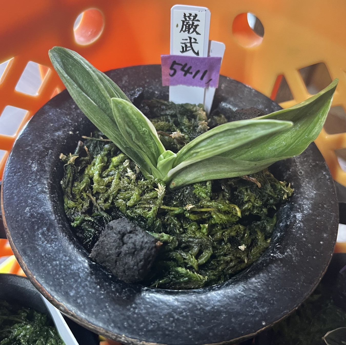 5411,巌武(げんぶ)　厳武　デモ？かなり味よい！勝負木！【はきずはきれ大特価】※春から秋は生長期なので姿は変わっていきます