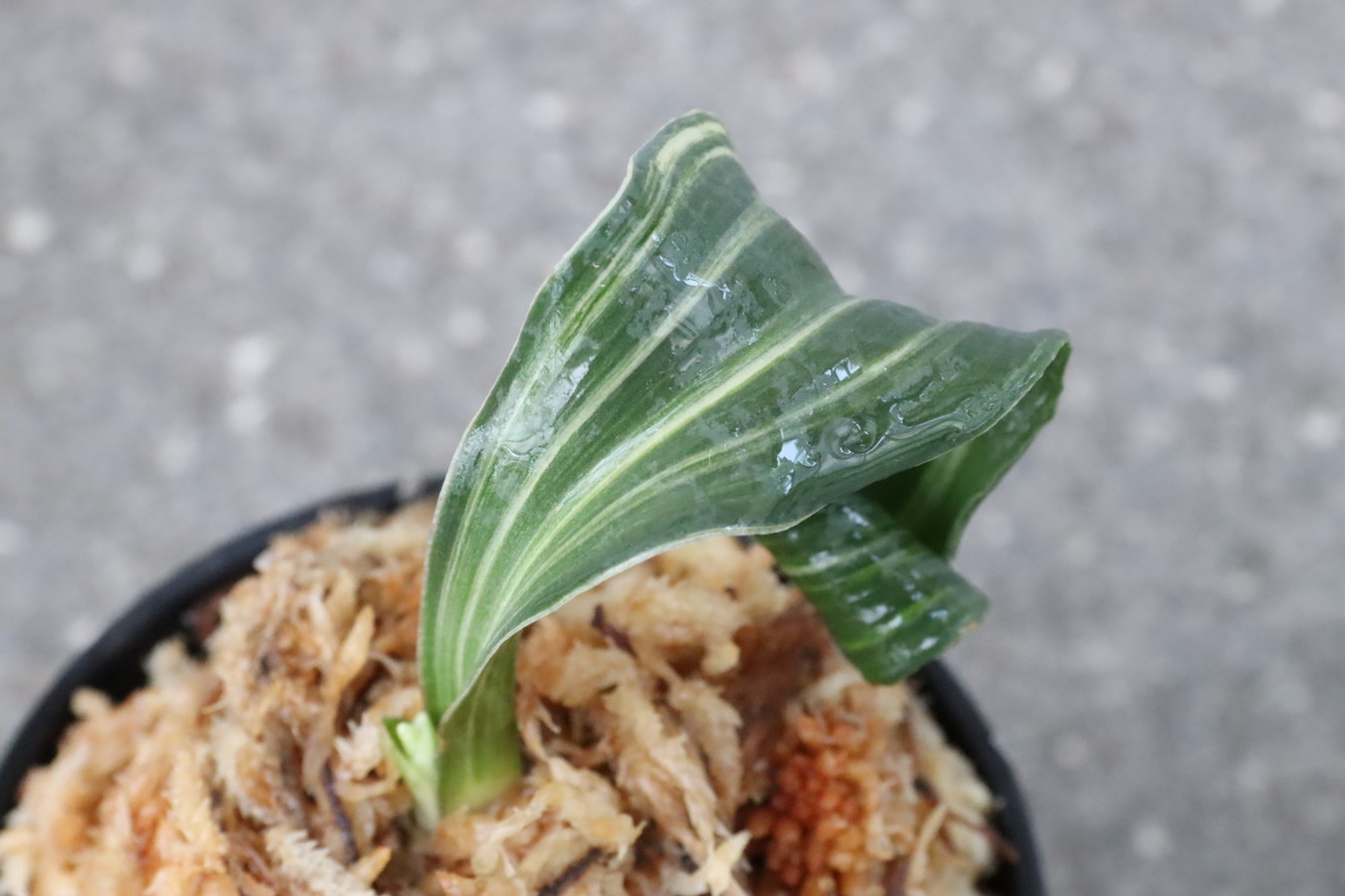 6976,【天下一植物界感謝特価！！】天乃橋立(仮)　獅子【デモ？特上縞？】【羅紗獅子のような姿！はきずはきれ大特価！】※春から秋は生長期なので姿は変わっていきます