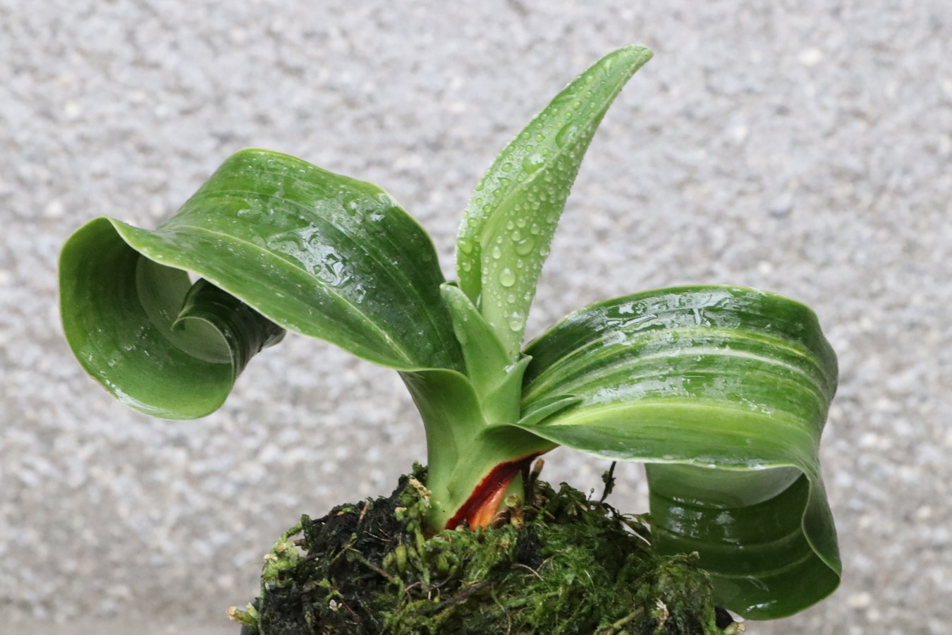 5320,縞獅子龍のり　こうとめ上縞　幅広特上芸でそう【はきずはきれ非常に多い特価！】※春から秋は生長期なので姿は変わっていきます