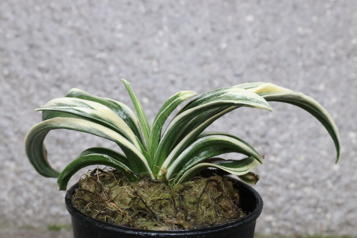 6975,聖華殿(せいかでん)　下葉おちて、新芽でる　【はきずはきれ多い大特価】※春から秋は生長期なので姿は変わっていきます