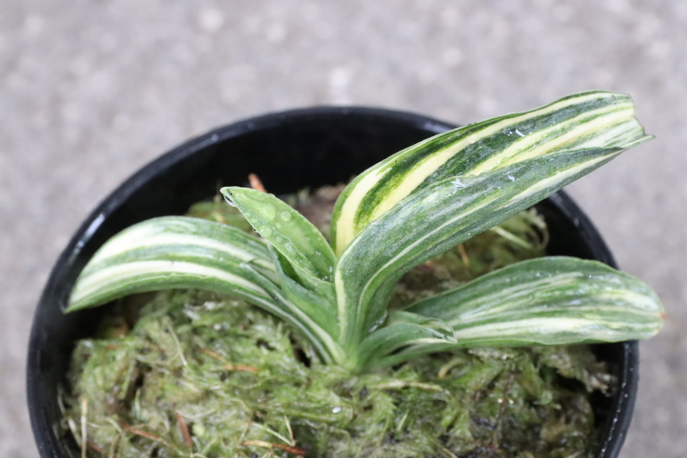 6008,賀茂鶴　 加茂鶴(かもづる)　羅紗獅子　縞最上！　【はきずはきれ多い大特価】※春から秋は生長期なので姿は変わっていきます