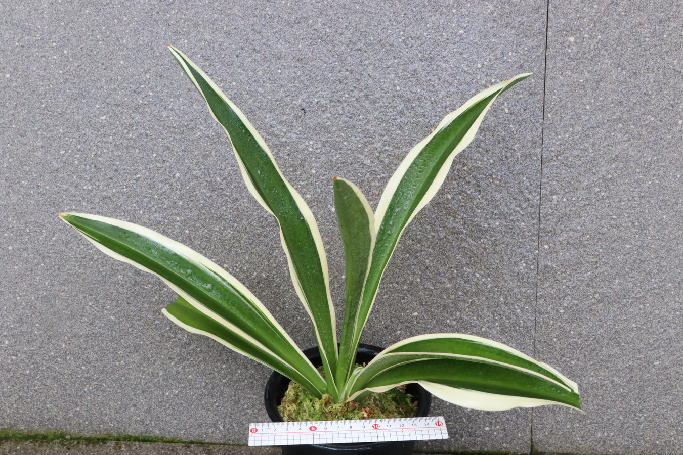 5251,整理品　秋津島(あきつしま)　覆輪のみ？縞抜け？【はきずはきれ多い大特価】※春から秋は生長期なので姿は変わっていきます