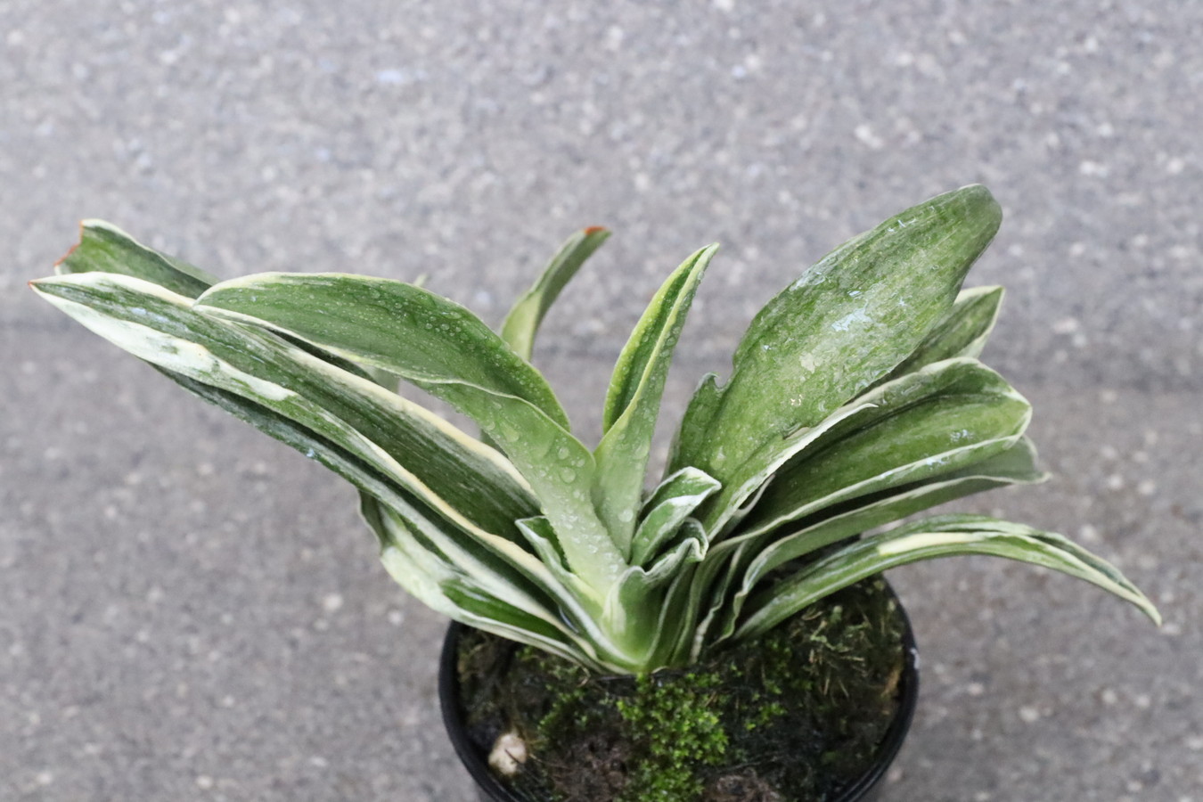 豊明園 / 羅紗