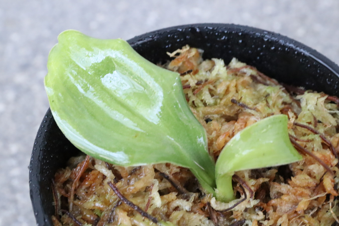 7400,玄海獅子(げんかいじし)実生　羅紗獅子？？青？【はきずはきれとても多い大特価！】※春から秋は生長期なので姿は変わっていきます