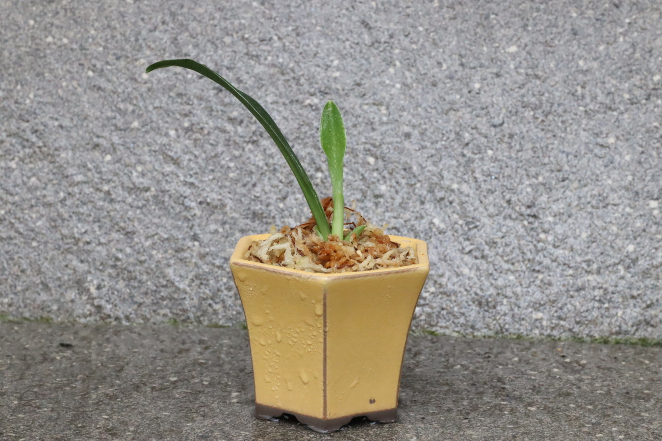 5764,黄金実生　亀の亀甲、守護の六角鉢に植えて　【はきずはきれ多い大特価！】※春から秋は生長期なので姿は変わっていきます